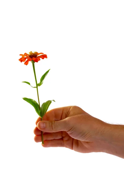 Vista de la mano humana con una bonita flor colorida solitaria en ella —  Fotos de Stock