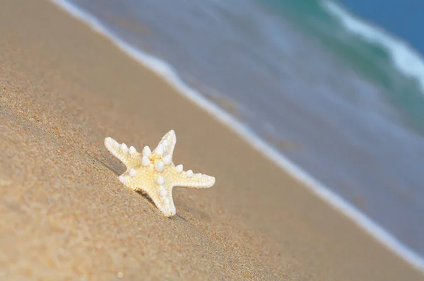 View of nice lonely sea star on sandy beach — Stock Photo, Image