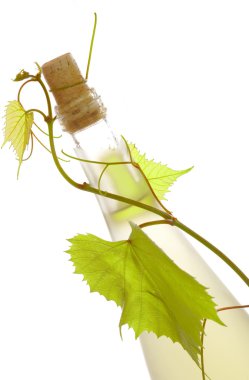 corked şarap şişesi ile çevresindeki asma üzerinde beyaz arka görünüm