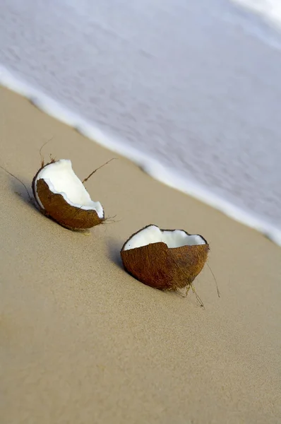 Vista de perto do grande broto de coco na praia — Fotografia de Stock