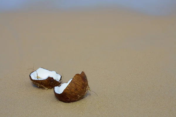 Vista de cerca de un gran brote de coco en la playa — Foto de Stock