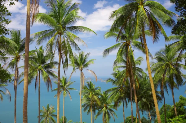 Blick auf schöne Farbe exotischen tropischen Dschungel mit einigen Palmen — Stockfoto