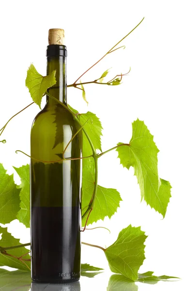 View of corked wine bottle with vine around it on white back — Stock Photo, Image