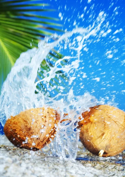 Close up view of big coconut sprout on the beach — Stock Photo, Image