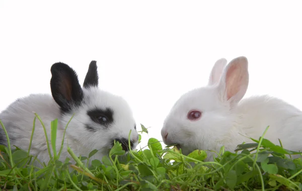 Vue de jolis petits lapins solitaires sur fond blanc — Photo