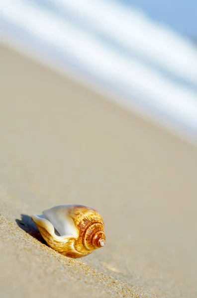 View of lonely nice shell on empty sandy beach — Stock Photo, Image