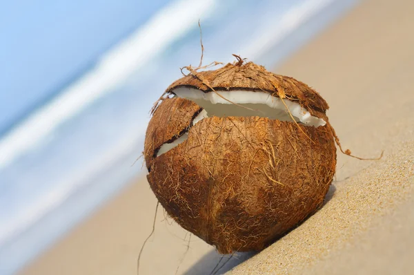 Vista de cerca de un gran brote de coco en la playa —  Fotos de Stock