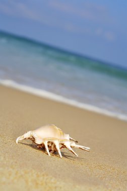 Yalnız güzel kabuk görünümü boş kum plajındaki