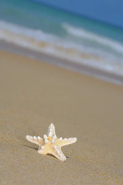 View of nice lonely sea star on sandy beach — Stock Photo, Image