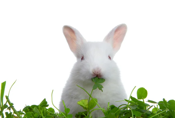 Pohled pěkný osamělý malý králík na bílém zpět — Stock fotografie