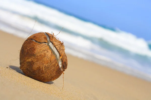 Vue rapprochée du gros germe de noix de coco sur la plage — Photo