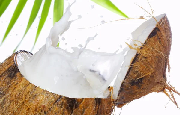 Zblízka pohled velkých kokosových výhonek na pláži — Stock fotografie