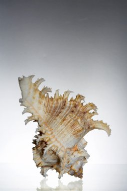 güzel zarif narin deniz kabuğu görünümünü gri arka plan üzerinde