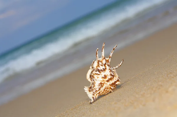 Vista de la cáscara bonita solitaria en la playa de arena vacía — Foto de Stock