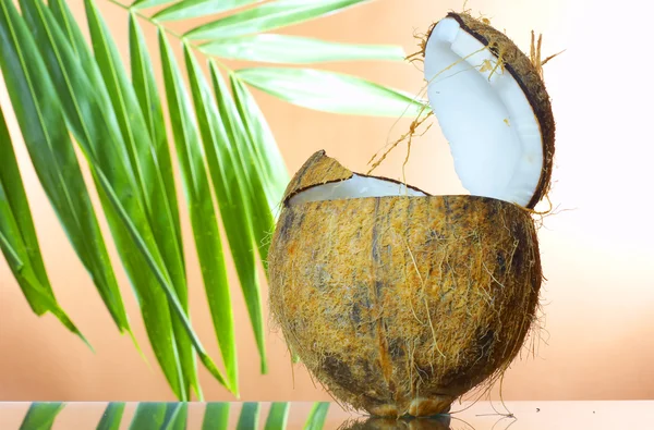 Close up view of big coconut sprout on the beach — Stock Photo, Image