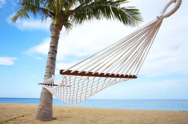 Palm and hammock — Stock Photo, Image