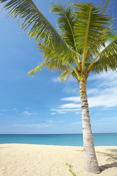 Море пальми — стокове фото