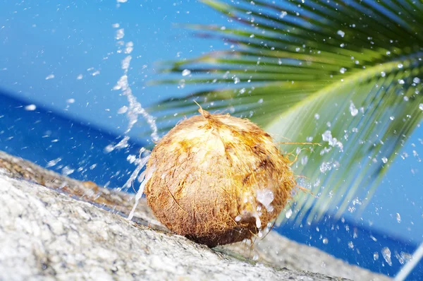 Vista de coco ficando rachado contra pedra de costa — Fotografia de Stock
