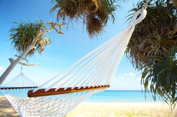 Palm and hammock — Stock Photo, Image