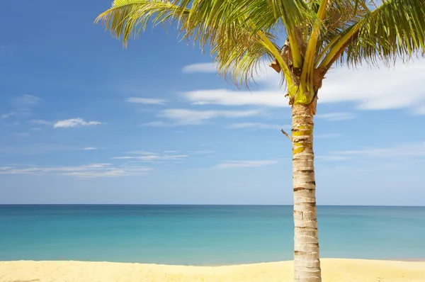 Sea palms — Stock Photo, Image