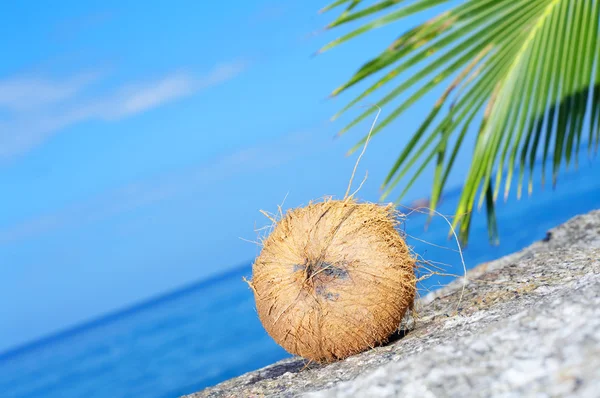 Zár megjelöl kilátás hajtás nagy kókuszdió a strandon — Stock Fotó