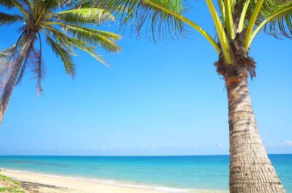 Palmas marinas — Foto de Stock