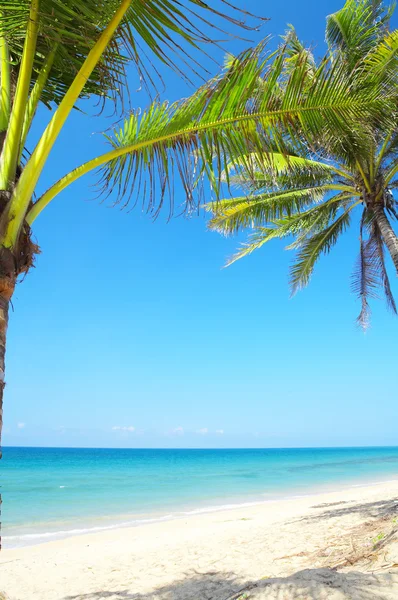 Sea palms — Stock Photo, Image