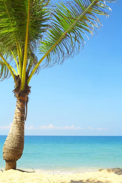 Sea palms — Stock Photo, Image