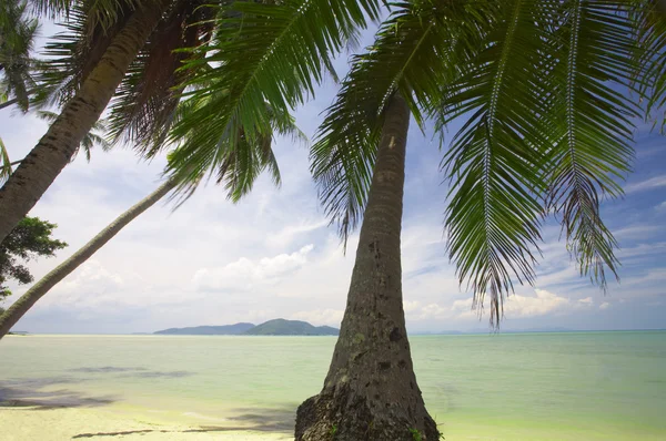 Sea palms — Stock Photo, Image