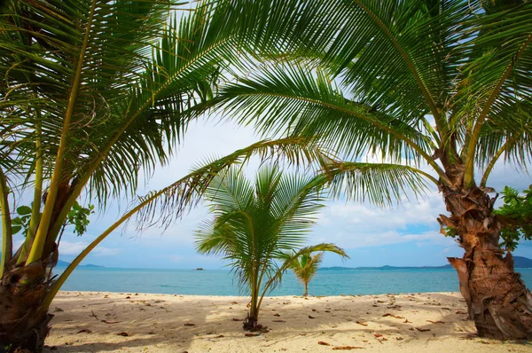 Vista de la bonita playa tropical con algunas palmeras alrededor —  Fotos de Stock