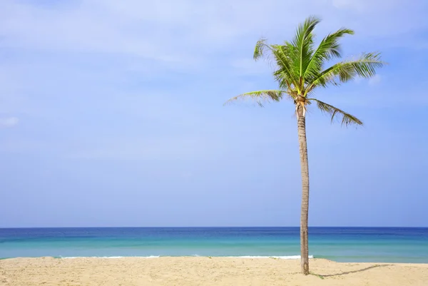 Вид на красивий тропічний пляж з деякими долонями навколо — стокове фото