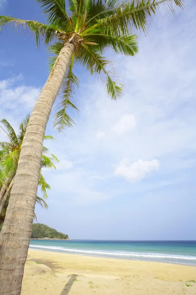 いくつかの手のひら周り素敵な熱帯のビーチの眺め — ストック写真
