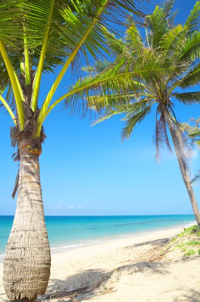 Vista da praia tropical agradável com algumas palmas ao redor — Fotografia de Stock