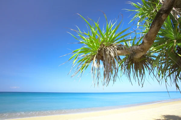 Vista da praia tropical agradável com algumas palmas ao redor — Fotografia de Stock