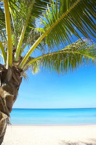 Vista de la bonita playa tropical con algunas palmeras alrededor —  Fotos de Stock