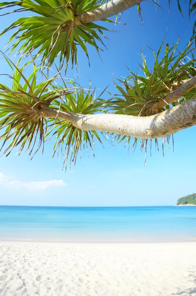 Vista de la bonita playa tropical con algunas palmeras alrededor — Foto de Stock