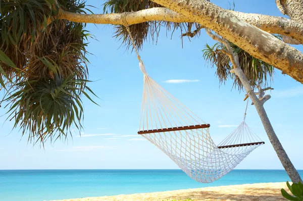 Palm and hammock — Stock Photo, Image