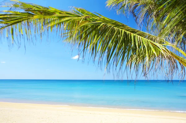 Vue sur la belle plage tropicale avec quelques palmiers autour — Photo