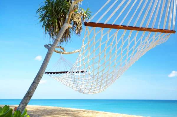 Palm and hammock — Stock Photo, Image