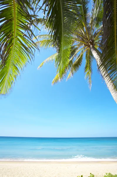 Widok miły tropikalnej plaży z palmami w okolicy: — Zdjęcie stockowe