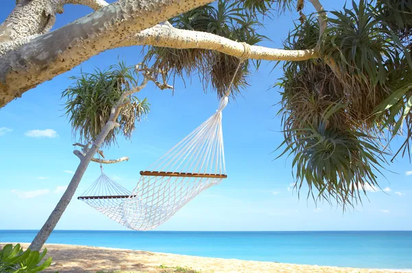 Palm and hammock — Stock Photo, Image