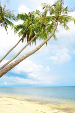 güzel tropik sahil bazı avuç görünümünü