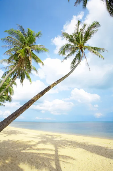 Widok miły tropikalnej plaży z palmami w okolicy: — Zdjęcie stockowe