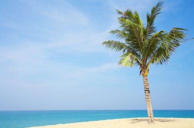 güzel tropik sahil bazı avuç görünümünü