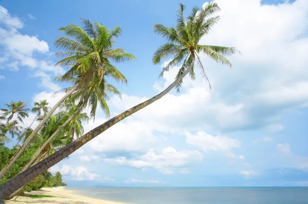 Nézd a szép trópusi tengerparton néhány tenyerével körül — Stock Fotó