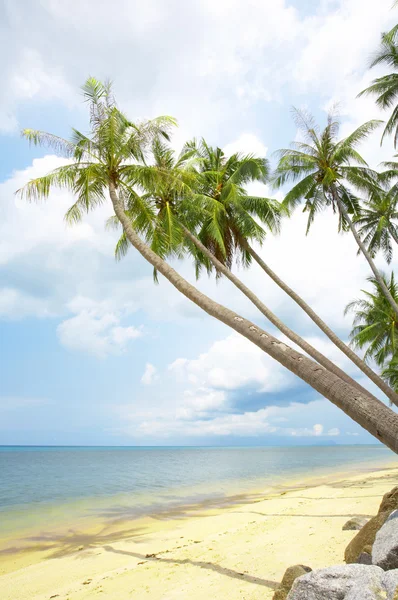 Widok miły tropikalnej plaży z palmami w okolicy: — Zdjęcie stockowe