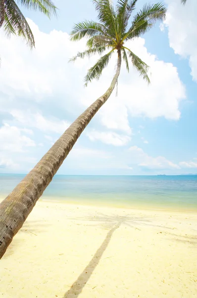 View of nice tropical beach with some palms around — Stock Photo, Image