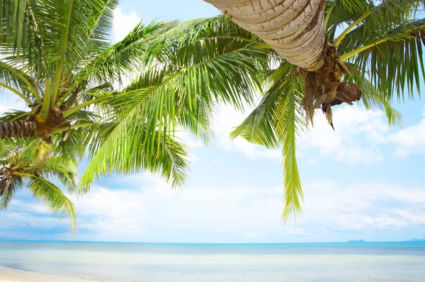 Visa av trevlig tropisk strand med några palmer runt — Stockfoto