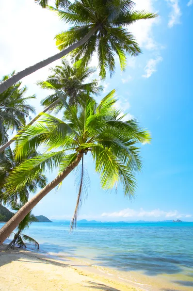Pohled pěkné tropické pláže s některých palem a okolí — Stock fotografie