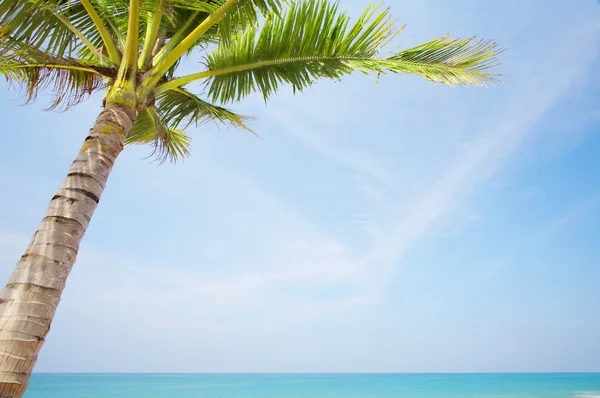 Udsigt over dejlig tropisk strand med nogle palmer rundt - Stock-foto